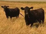Black Angus Cattle