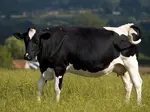 Fine Milk Cow