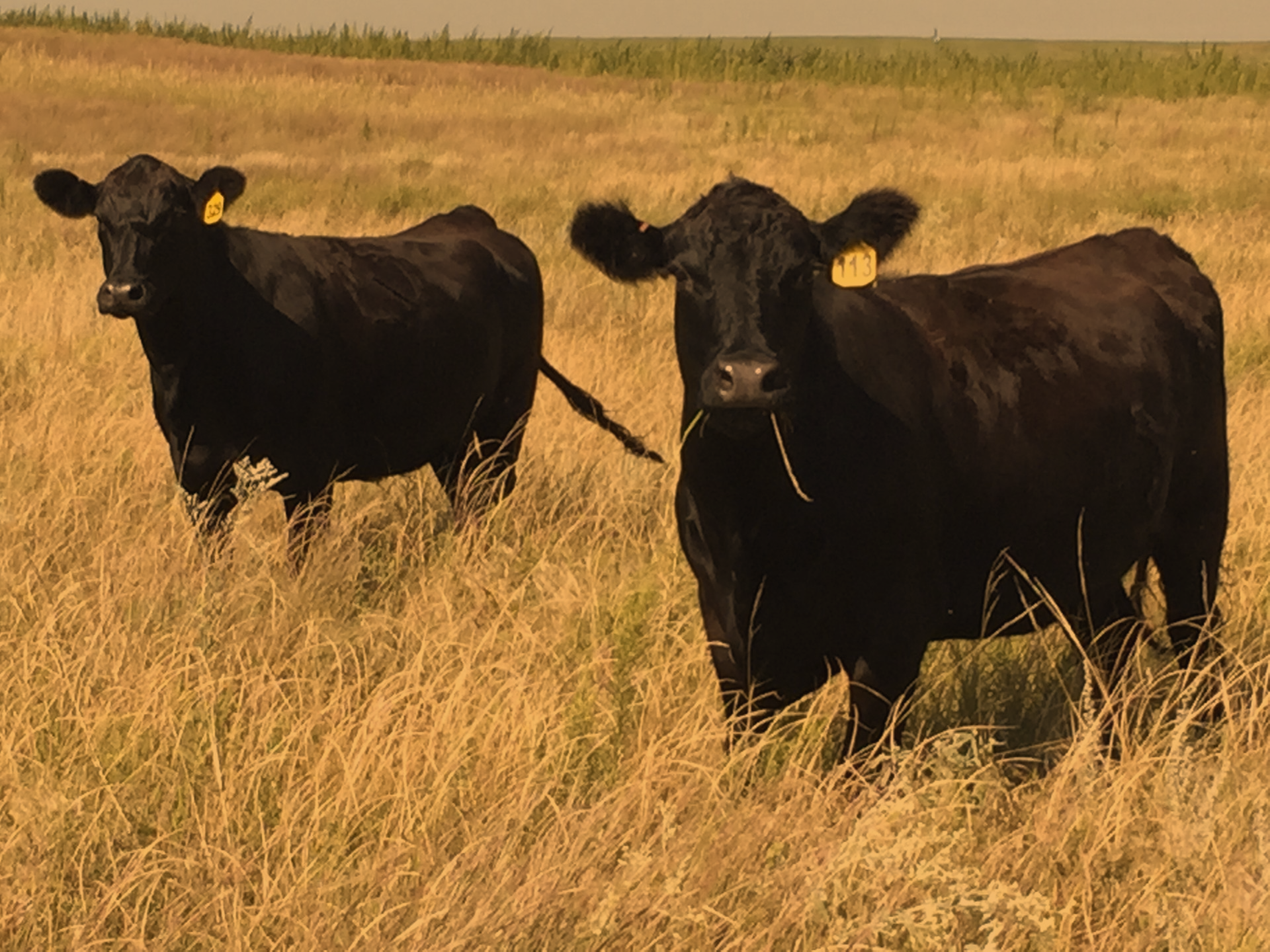 Black Angus Cattle