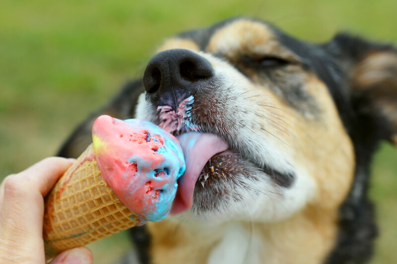 Dog Eats Ice Cream